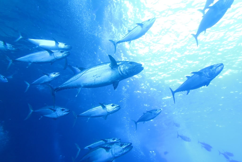 魚のカウンターシェーディングとは？