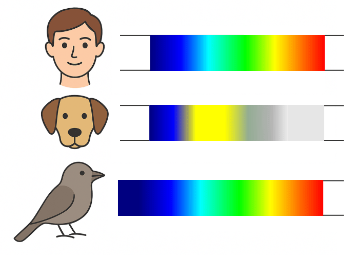 人間、犬、鳥の可視範囲の比較図