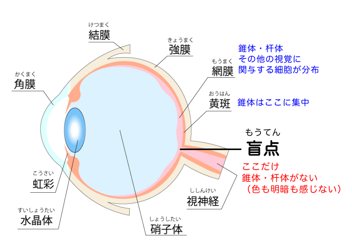 盲点の説明