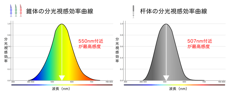 錐体と杆体の分光視感効率曲線