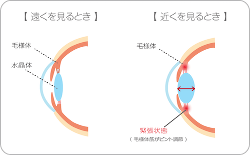 水晶体の厚みの変化