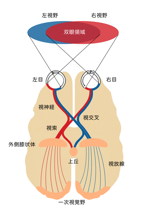 色の知覚（目から脳への信号伝達の仕組み）