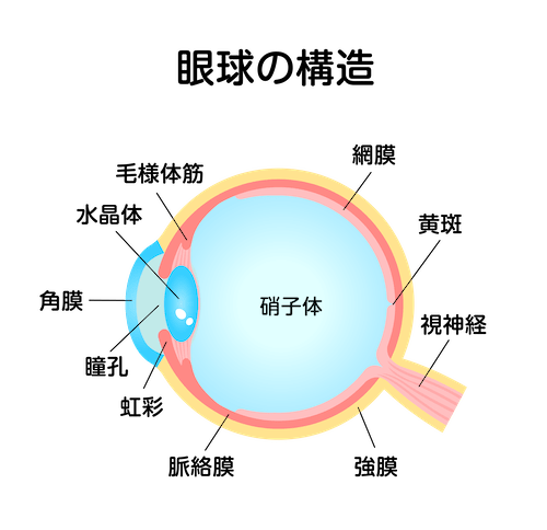 目の各部位の説明