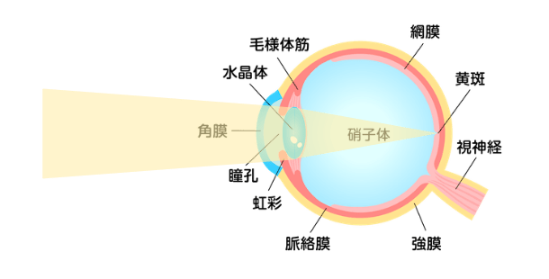 目が見える仕組みと機能の説明