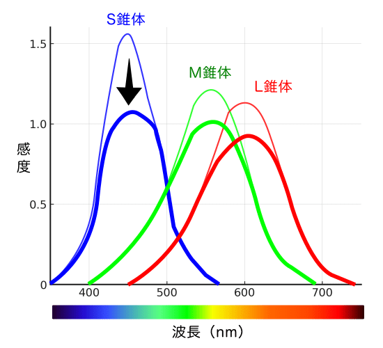 色順応のメカニズムの説明