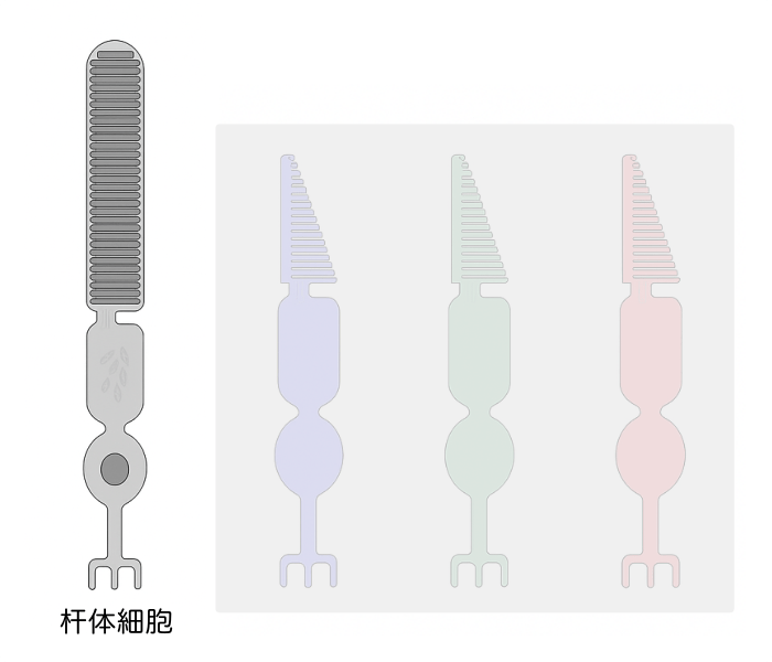 杆体細胞とは