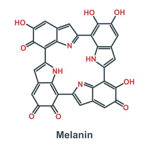 メラニン色素の化学構造