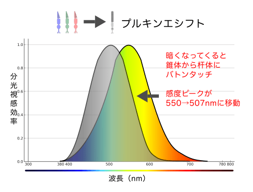 プルキンエ現象（プルキンエシフト）の説明