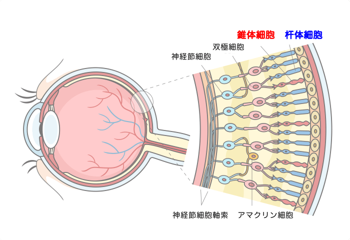 色を感じるための網膜の細胞の種類
