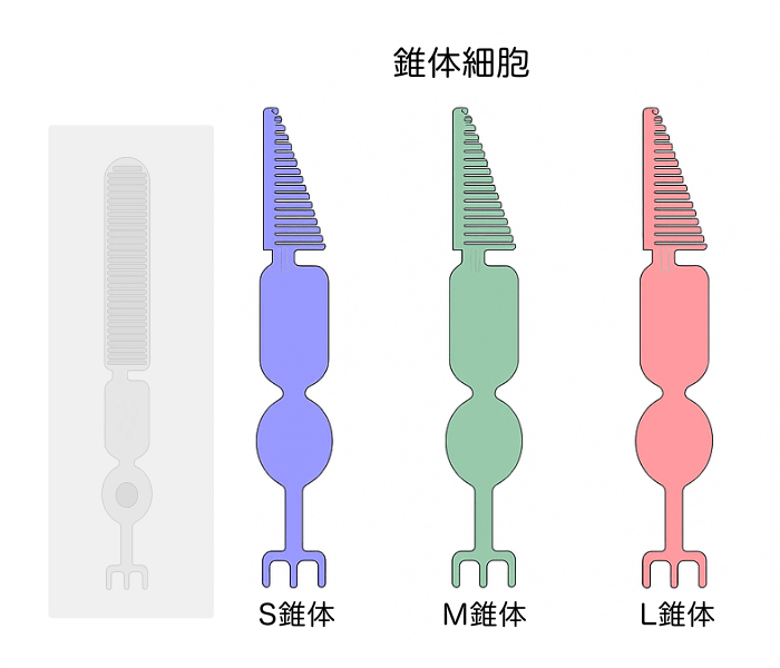 錐体細胞とは