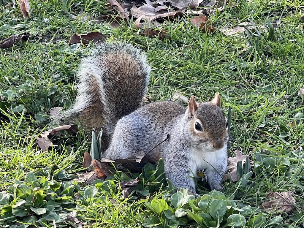 ロンドンの公園