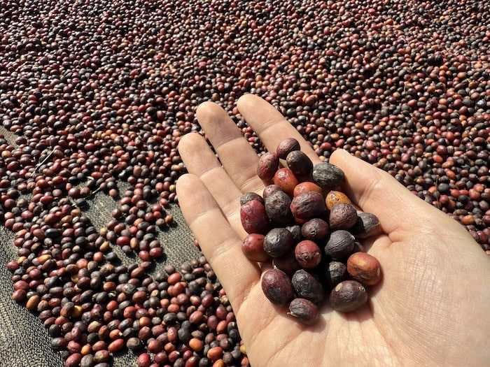 エチオピアの山羊飼いカルディ少年の伝説