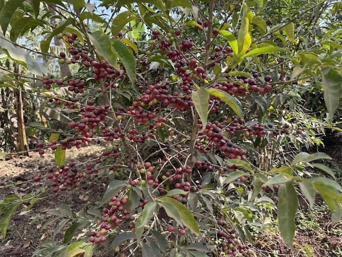 コーヒーノキ